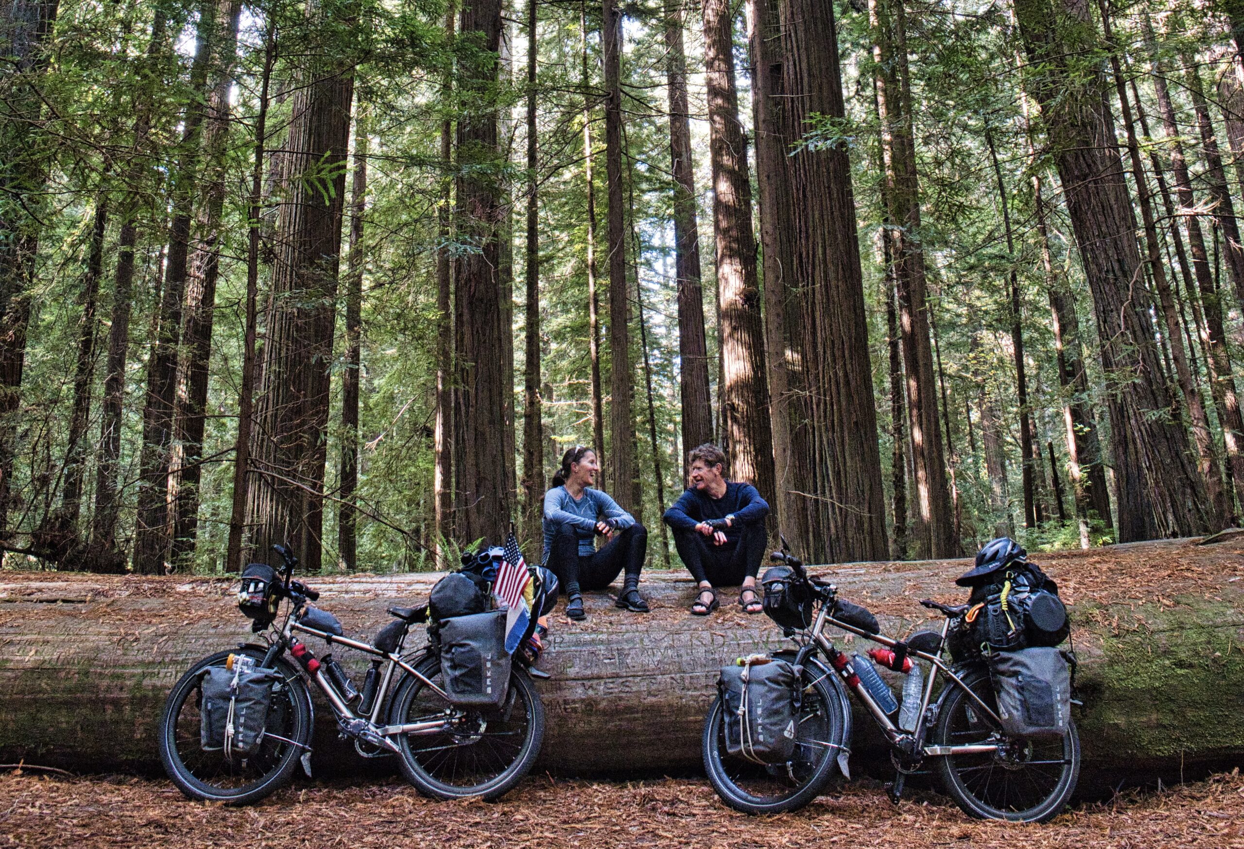 California Redwoods-Avenue of the Giants