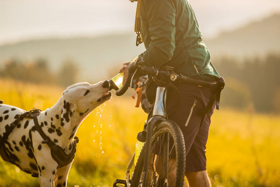 Overnighter-mit-Hund (6)